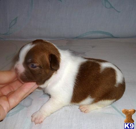 Puppies in OK